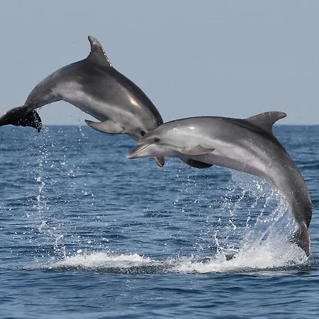 Old Dolphin House By The Apartament *