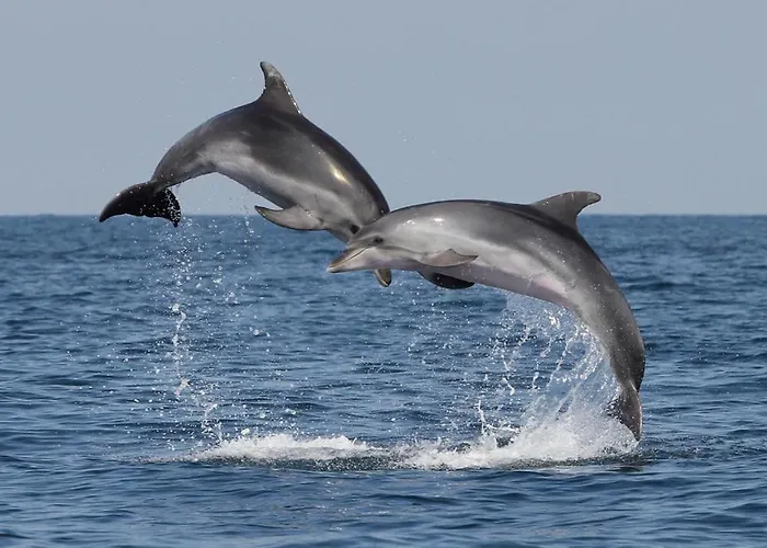 Old Dolphin House By The شقة *